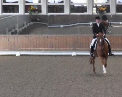 dressage horse Waitano 3 (Hanoverian, 2000, from Werther's Wels)