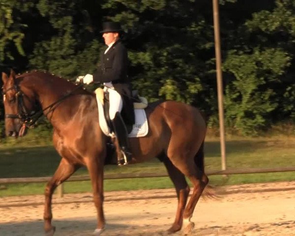 dressage horse Mont Shiraz (Hanoverian, 2001, from More and More)