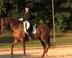 dressage horse Mont Shiraz (Hanoverian, 2001, from More and More)