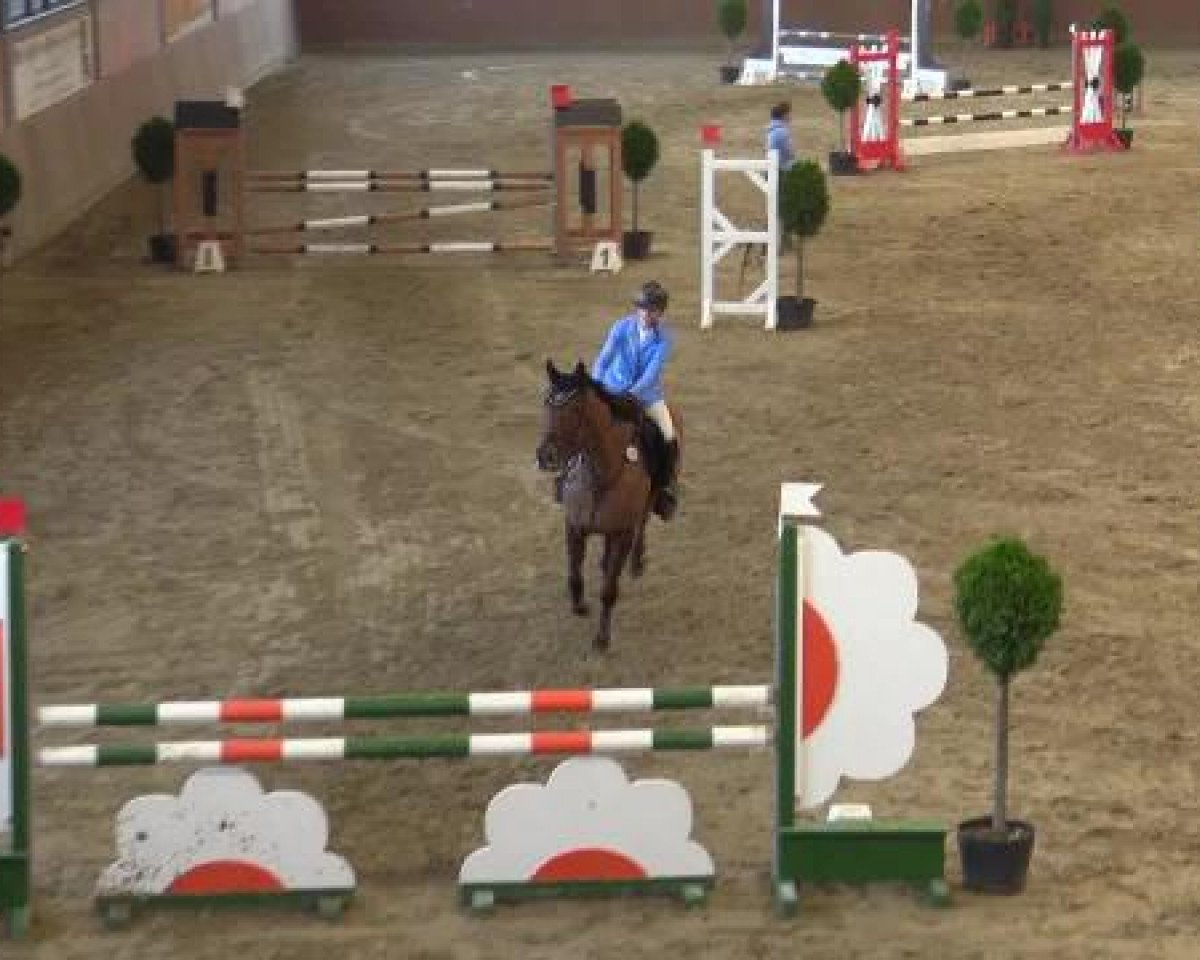 jumper Amazing Grace 47 (Hanoverian, 2006, from Askanier)