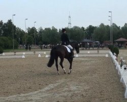 dressage horse Dinero Corleone (Hanoverian, 2000, from De Niro)