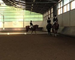 dressage horse Galiano (Hanoverian, 2000, from Gullit)