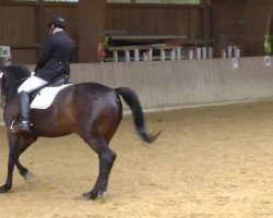 dressage horse Rossolini (Hanoverian, 2001, from Regazzoni)