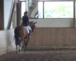 dressage horse Der Lord 24 (Hanoverian, 2002, from Der Lenz)