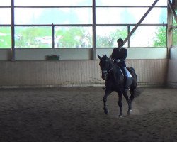 dressage horse Da Capo 185 (Hanoverian, 2005, from Depardieu 11)