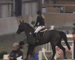 jumper Go on's Gisela (Hanoverian, 2006, from GO on)