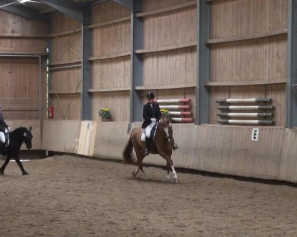 dressage horse Peter (Hanoverian, 2015)