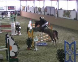 jumper Apahatschi 4 (Hanoverian, 2004, from Adlantico As)