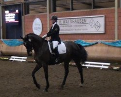 dressage horse Rio de Janeiro 21 (Hanoverian, 2005, from Riccione)