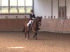 dressage horse Abagon (Hanoverian, 2005, from Abanos)