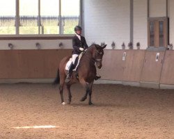 dressage horse Abagon (Hanoverian, 2005, from Abanos)