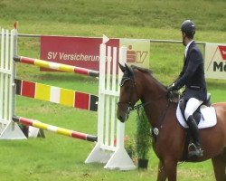 jumper Alvaro 114 (Hanoverian, 2006, from Adlantus As)