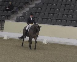 dressage horse Welt Prince (Hanoverian, 2005, from Weltregent H)