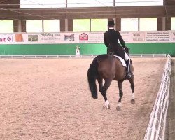 dressage horse Da Vinci 154 (Hanoverian, 2002, from De Niro)