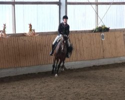 dressage horse Be Happy de Coco (Hanoverian, 2007, from Harmony's Baroncelli)