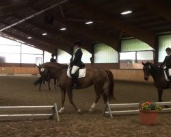 dressage horse Finessa (Hanoverian, 2005, from Falsterbo)