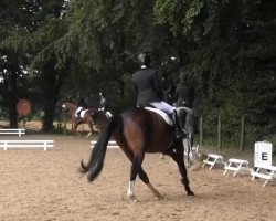 dressage horse Charly Chaplin jun. (Hanoverian, 2002, from Charly Chaplin)