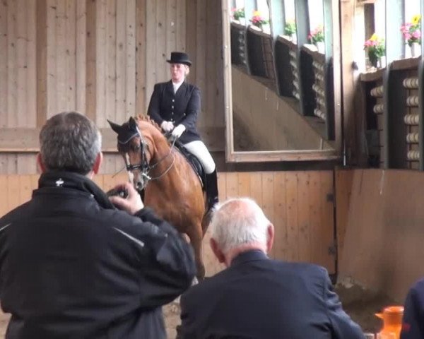 dressage horse Rock It Rudy (Hanoverian, 2004, from Rotspon)