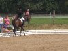 dressage horse Darlington 15 (Hanoverian, 2008, from Don Frederico)