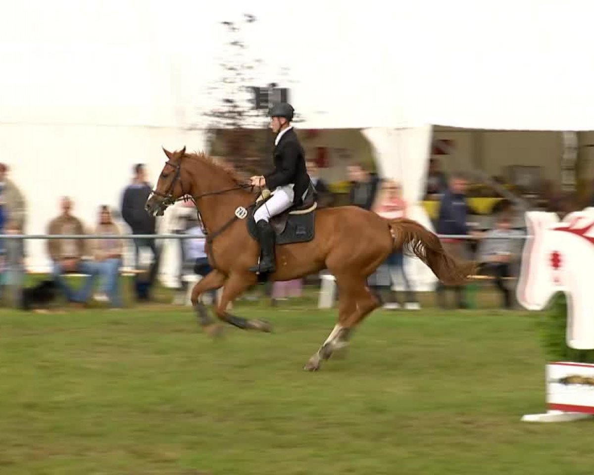 Springpferd Le Pandoer (Hannoveraner, 2003, von Le Primeur)