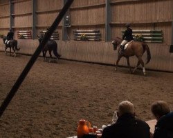 dressage horse Shou Shou H (Hanoverian, 2004, from Silvio I)