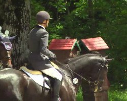 broodmare Shakira 379 (Hanoverian, 2006, from Stakkato)