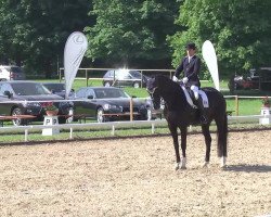 dressage horse Dr.House (Hanoverian, 2005, from Don Bosco)