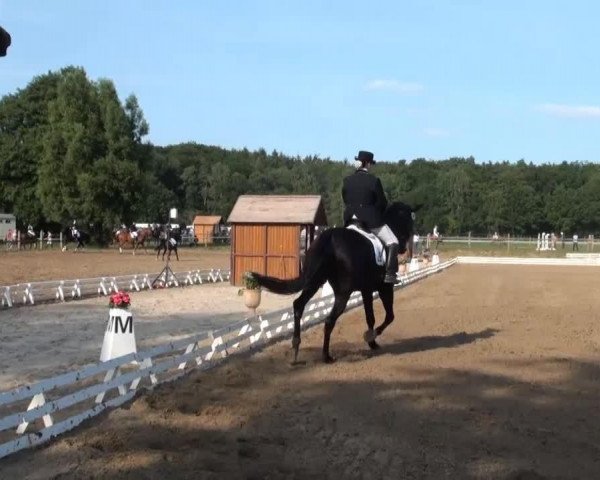 dressage horse Le Petit Louis (Hanoverian, 2004, from Londonderry)