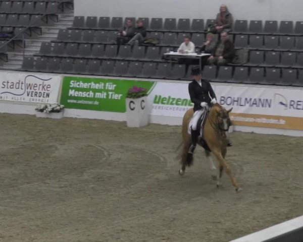 dressage horse Dream of Dancier (Hanoverian, 2007, from Dancier)