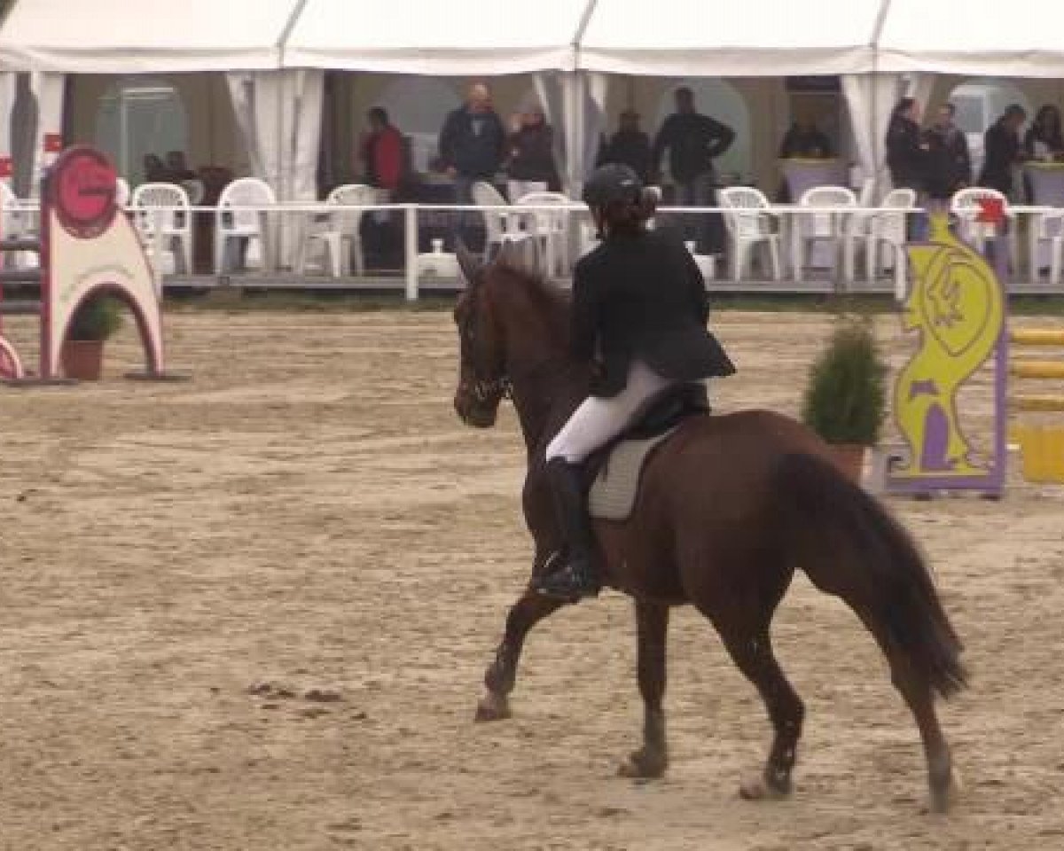 jumper Don Diego 54 (Hanoverian, 2003, from Don Vino)