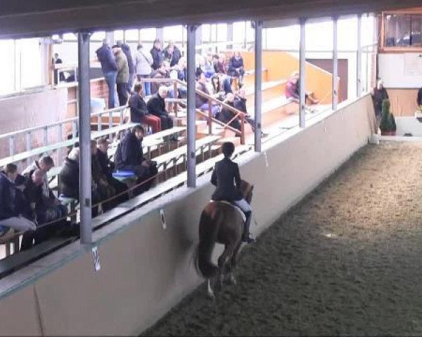 dressage horse Lord Ludovico (Hanoverian, 2005, from Londonderry)