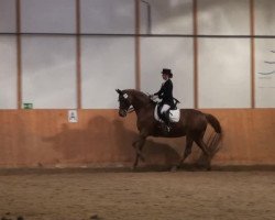 dressage horse Lea Lustig (Hanoverian, 2002, from Londonderry)