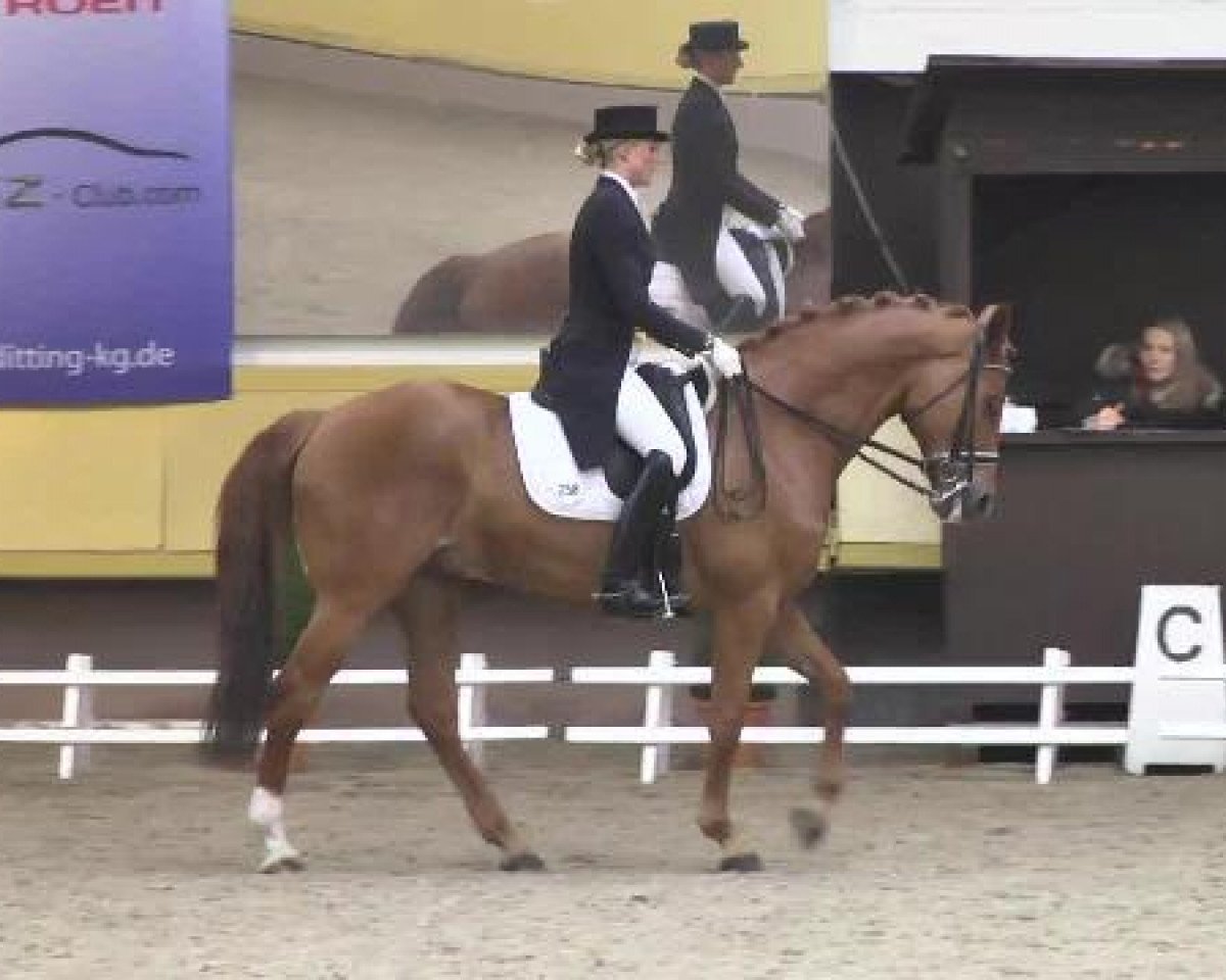 Pferd What a dream 6 (Hannoveraner, 2002, von Waterford)