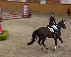 dressage horse Donna Roma 4 (Hanoverian, 2007, from Don Frederico)