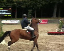 jumper Lord Georgio (Hanoverian, 2001, from Laptop)