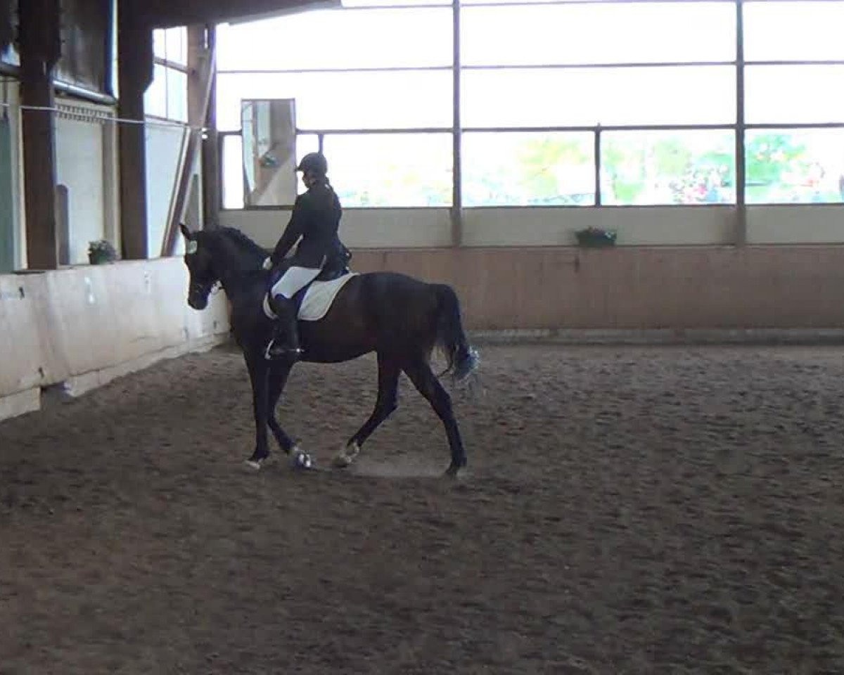 Dressurpferd Regent 208 (Hannoveraner, 2004, von Rotspon)