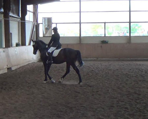 dressage horse Regent 208 (Hanoverian, 2004, from Rotspon)