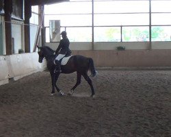 dressage horse Regent 208 (Hanoverian, 2004, from Rotspon)