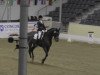 dressage horse Dark Crystal (Hanoverian, 2004, from Don Frederico)