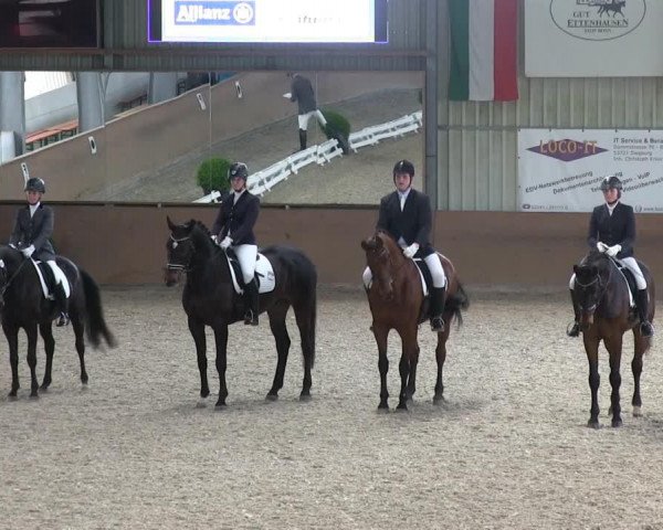 dressage horse Deryll (Hanoverian, 2002, from Don Frederico)