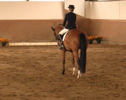 dressage horse Lily-Marleen (Hanoverian, 2003, from Longchamp)