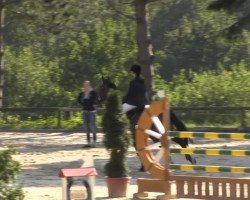 jumper Cat Call (Hanoverian, 2004, from Contendro I)