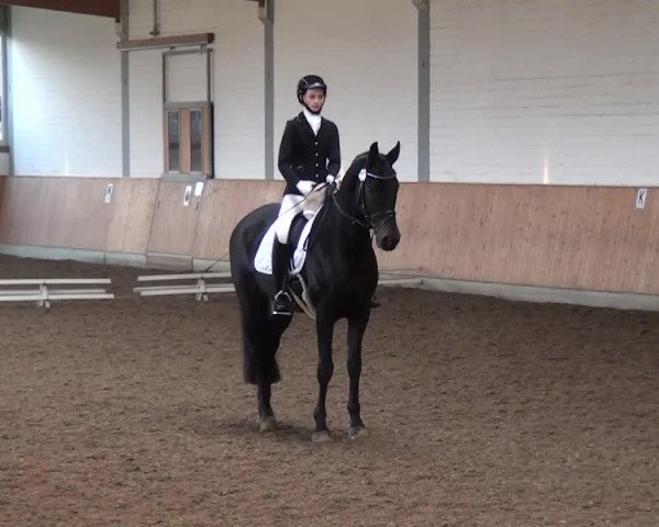 jumper Chevalier Marron (Hanoverian, 2004, from Conteur)