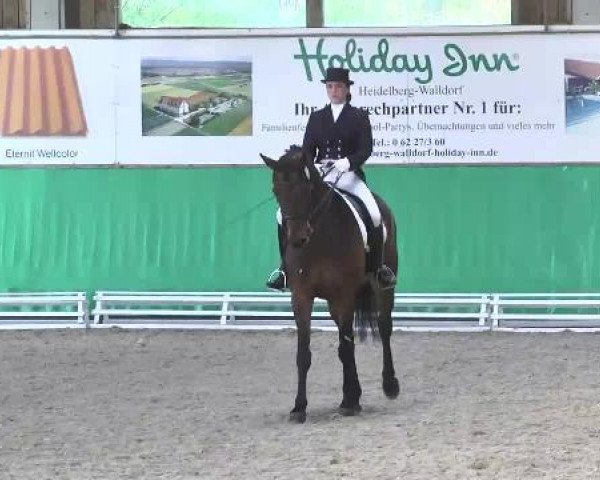dressage horse Catch You (Hanoverian, 2003, from Contendro I)