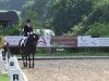 dressage horse Wanjiko (Hanoverian, 2003, from Wolkenstein II)