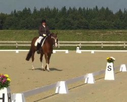 dressage horse Romeo 620 (Hanoverian, 2001, from Rotspon)