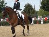 dressage horse Luxor D (Hanoverian, 2008, from Lauries Crusador xx)