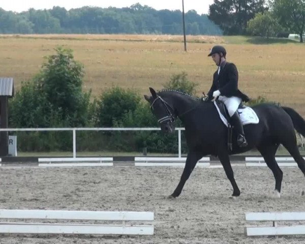 dressage horse Le Boo (Hanoverian, 2007, from Lauries Crusador xx)