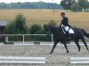 dressage horse Le Boo (Hanoverian, 2007, from Lauries Crusador xx)