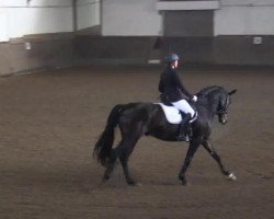 dressage horse Large Cap (Hanoverian, 2007, from Lauries Crusador xx)